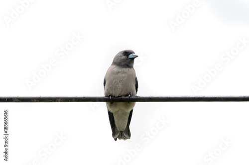 The ashy woodswallow  sometimes also called the ashy swallow-shrike is a woodswallow which is found in south Asia. © joesayhello