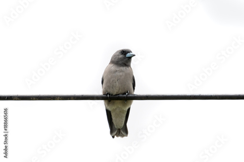 The ashy woodswallow  sometimes also called the ashy swallow-shrike is a woodswallow which is found in south Asia. photo