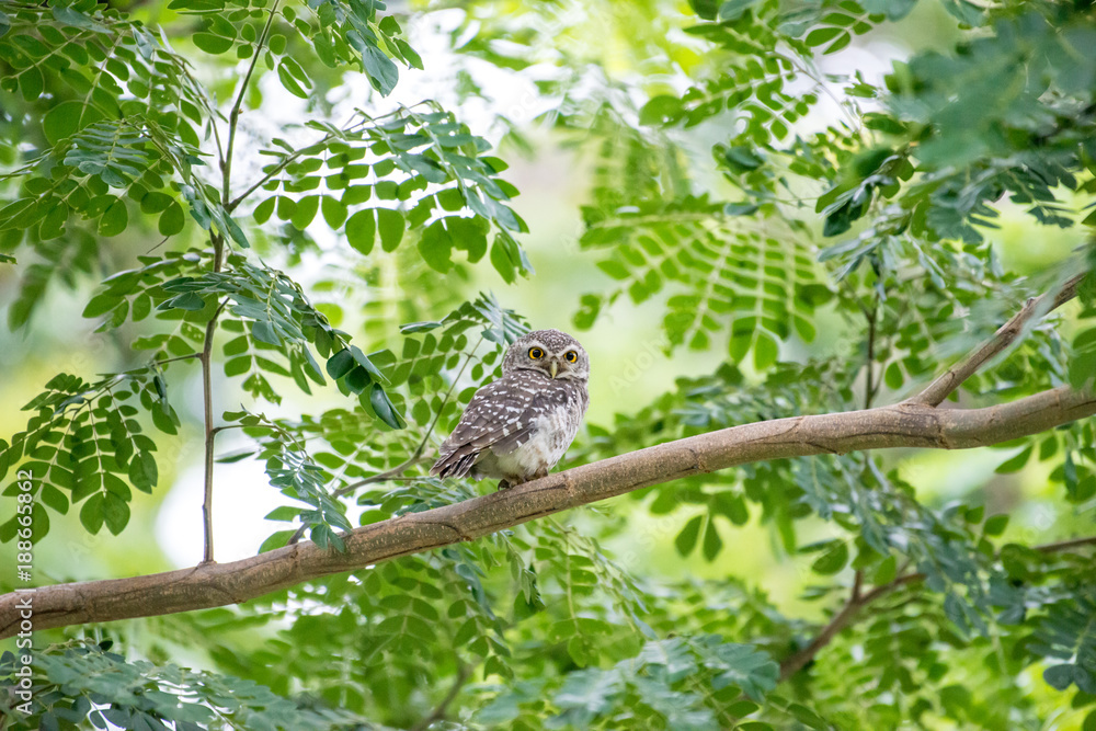 The spotted owlet or Athene brama is a small owl which breeds in tropical Asia from mainland India to Southeast Asia.