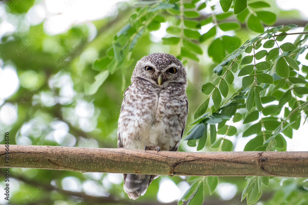The spotted owlet or Athene brama is a small owl which breeds in tropical Asia from mainland India to Southeast Asia. The spotted owlet or Athene brama is a small owl which breeds in tropical Asia from mainland India to Southeast Asia.
