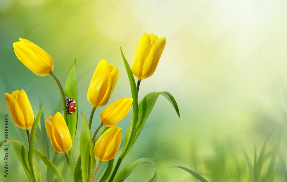 Spring floral template background with free space for text. A beautiful bouquet of yellow flowers tulips with ladybug in nature on meadow macro in rays of sunlight. Bright colorful artistic image.