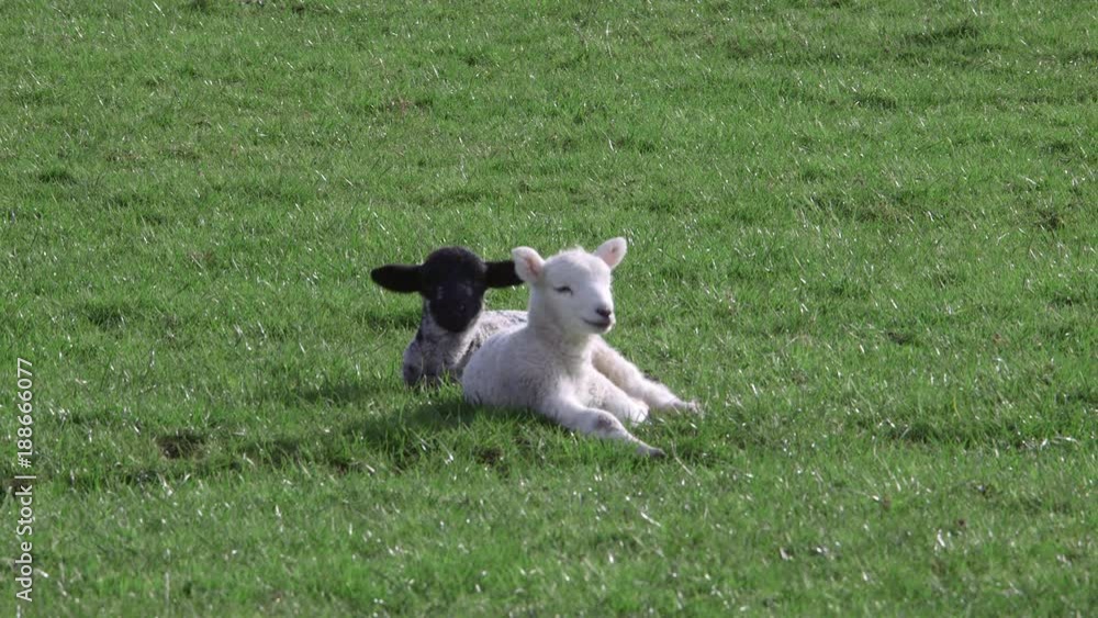 Lambs; Spring Lambs; Hackness, North Yorkshire Lambs; Spring Lambs; Hackness, North Yorkshire