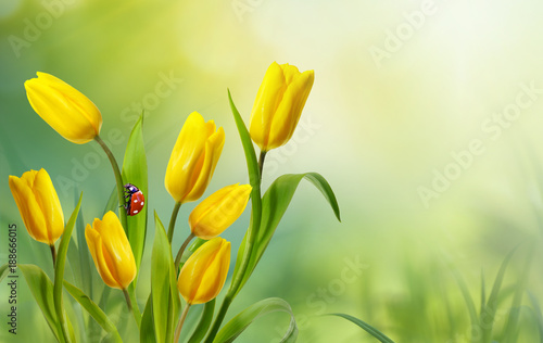 Fototapeta Naklejka Na Ścianę i Meble -  Spring floral template background with free space for text. A beautiful bouquet of yellow flowers tulips with ladybug in nature on meadow macro in rays of sunlight. Bright colorful artistic image.