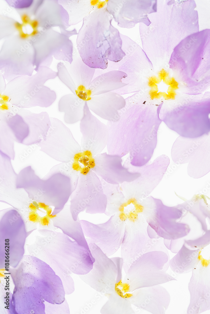 nice spring flowers on the white nice spring flowers on the white