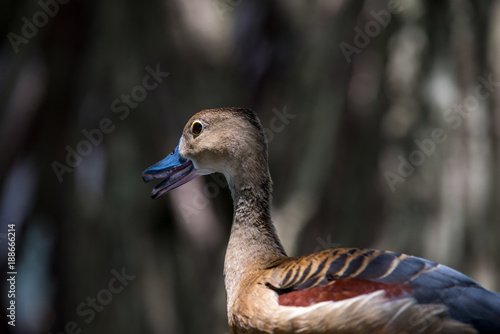 Lesser Whistling Duck