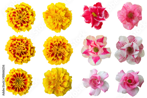 Selection of Various Flowers Isolated on White Background Collage of gentle rose flowers isolated on white background