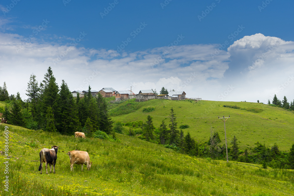 Cattle on a Field Highland Rize, Turkey