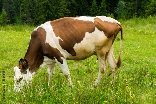 Cattle on a Field Highland Rize, Turkey © klenger