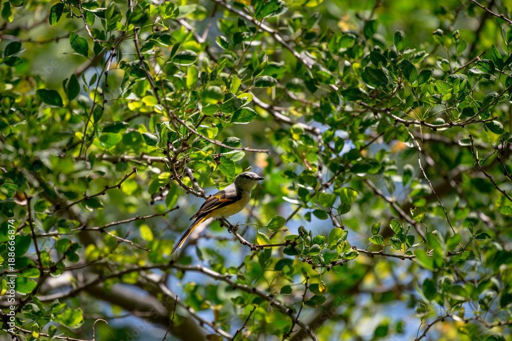 The small minivet is a small passerine bird. This minivet is found in tropical southern Asia The small minivet is a small passerine bird. This minivet is found in tropical southern Asia