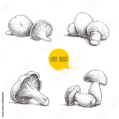 Hand drawn sketch style fresh fram mushrooms compositions set. Champignons, oysters, chanterelles and porcini mushrooms. Organic eco raw food vector illustrations isolated on white background.
