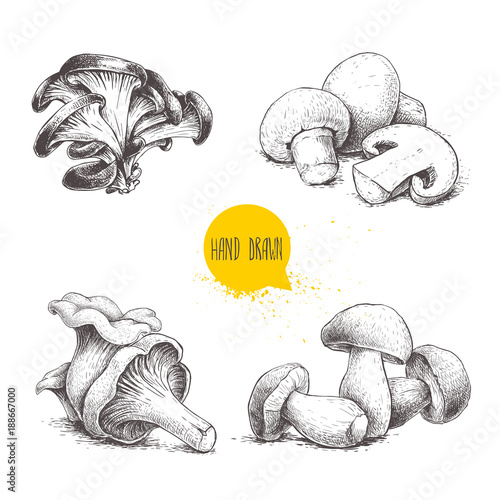 Hand drawn sketch style mushrooms compositions set. Champignon with half, oysters, chanterelles and porcini mushrooms. Organic eco raw food vector illustrations isolated on white background.