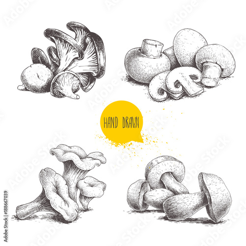 Hand drawn sketch style mushrooms compositions set. Champignon with cuts, oysters, chanterelles and porcini mushrooms. Organic farm and forest food vector illustrations isolated on white background.