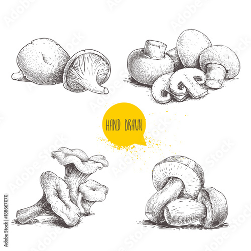 Hand drawn sketch style mushrooms compositions set. Champignon with cuts, oysters, chanterelles and porcini mushrooms. Organic farm and forest food vector illustrations isolated on white background.