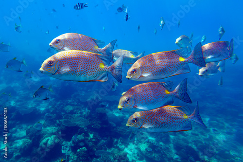 School of bright orange-spotted spinefoot fishes (Siganus guttatus, Rabbitfish) swim through deep blue sea near coral reef near Redang island, Malaysia