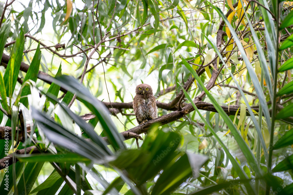 The Asian barred owlet is a species of true owl, resident in northern parts of the Indian Subcontinent and parts of Southeast Asia. The Asian barred owlet is a species of true owl, resident in northern parts of the Indian Subcontinent and parts of Southeast Asia.