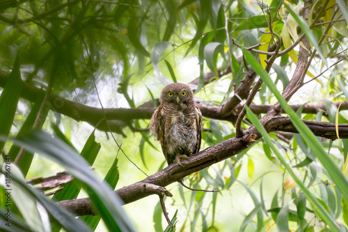 The Asian barred owlet is a species of true owl, resident in northern parts of the Indian Subcontinent and parts of Southeast Asia. © joesayhello