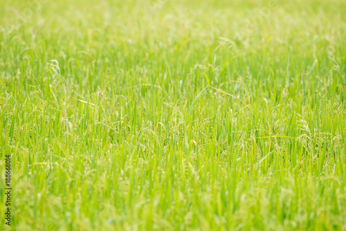 close up rice field background