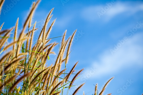 Grass flower on blue sky background
