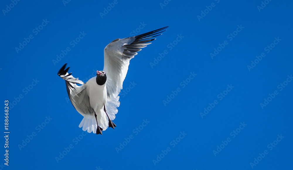 Fototapeta premium Seagull