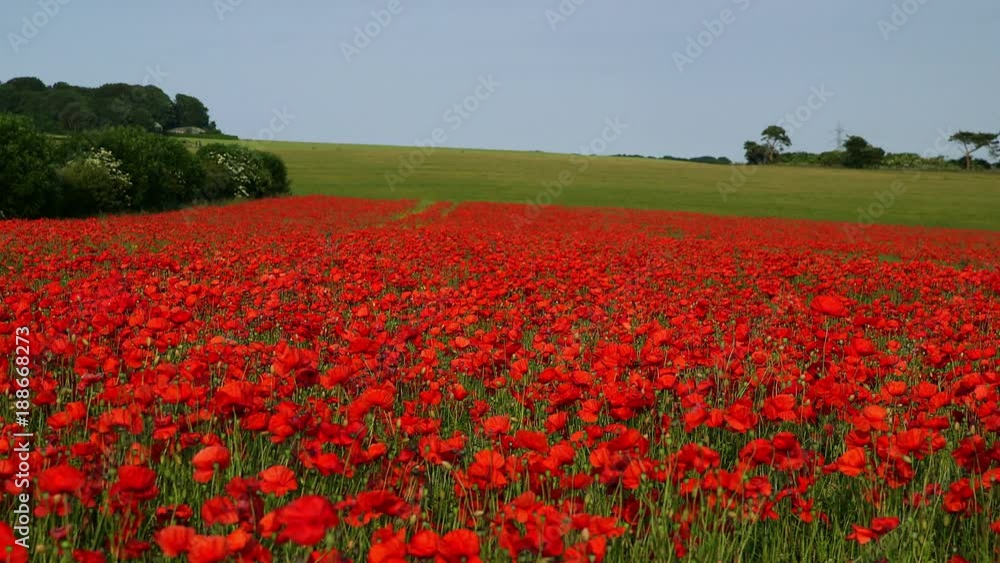 Red Poppies In Field; Poppies; Scarborough, North Yorkshire. England Red Poppies In Field; Poppies; Scarborough, North Yorkshire. England