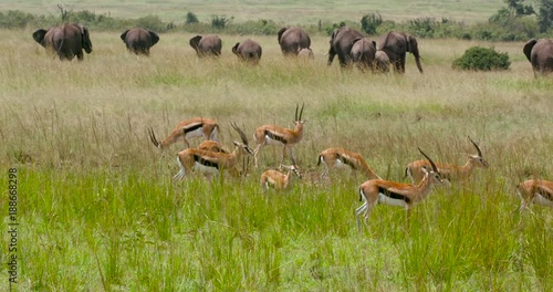 Thomson'S Gazelles & Elephants In Long Grass; Maasai Mara Day 3; Maasai Mara, Kenya, Africa photo