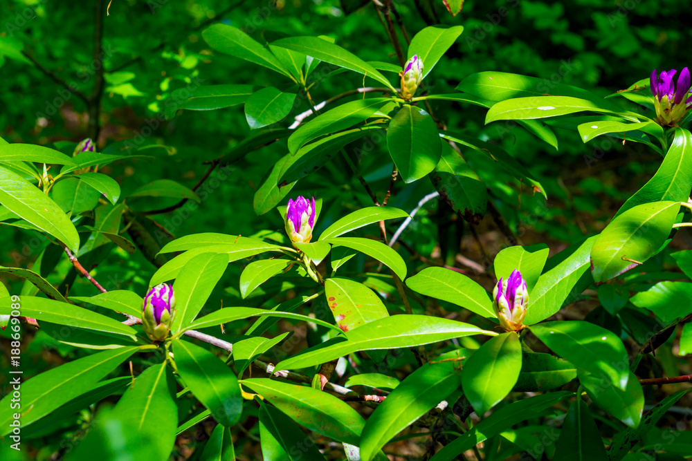Obraz premium Strandzha Zelenica or Rhododendron ponticum, an evergreen shrub with fresh purple blosom, grows in the shadows of the trees, in the shadows of centuries-old mountain beech trees.
