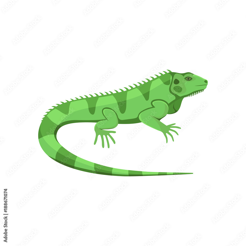 Fototapeta premium Vector illustration of a green iguana isolated on white background.