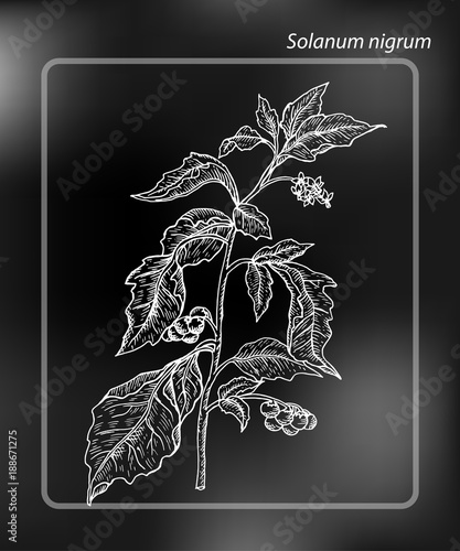 European black nightshade (Solanum nigrum).Drawing Hand drawn Sketch Vector Illustration on chalk-board