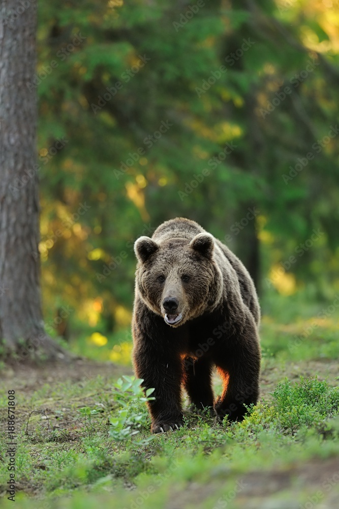 Fototapeta premium Brown bear in forest. Male brown bear in forest. Walking bear. Big male.