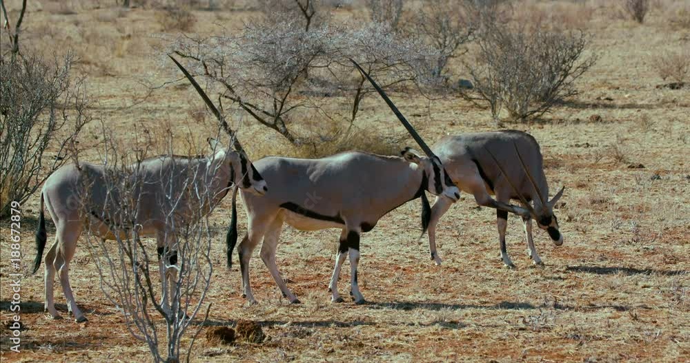 East African Oryx Observing; Nanyuki And Samburu; Samburu, Kenya, Africa East African Oryx Observing; Nanyuki And Samburu; Samburu, Kenya, Africa