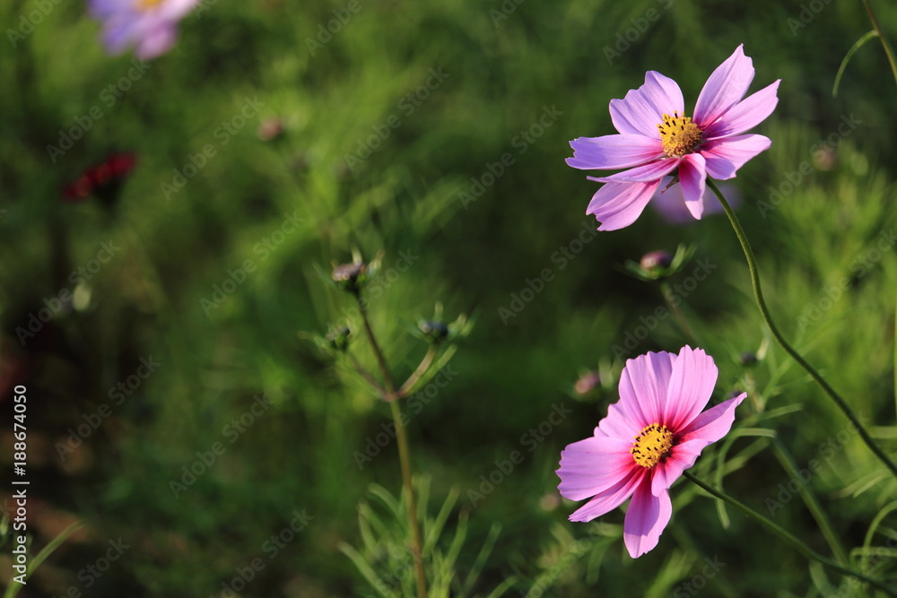 Fototapeta premium cosmos