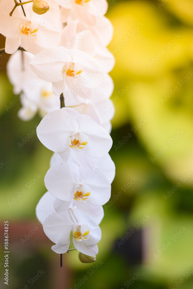 Obraz premium A white orchid is holding a bouquet in the garden.
