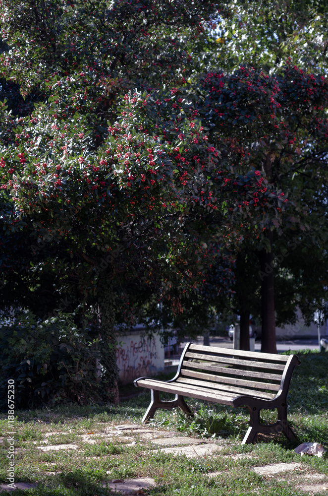 sunny bench in a public garden near a tree full of red berries sunny bench in a public garden near a tree full of red berries