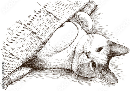 A domestic cat is sleeping under a blanket