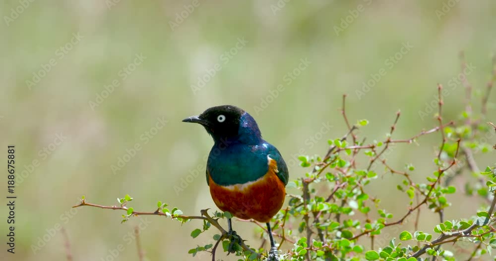 Superb Starling On Branch; Nairobi National Park; Nairobi, Kenya, Africa Superb Starling On Branch; Nairobi National Park; Nairobi, Kenya, Africa