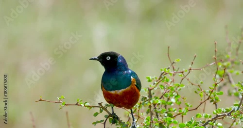 Superb Starling On Branch; Nairobi National Park; Nairobi, Kenya, Africa