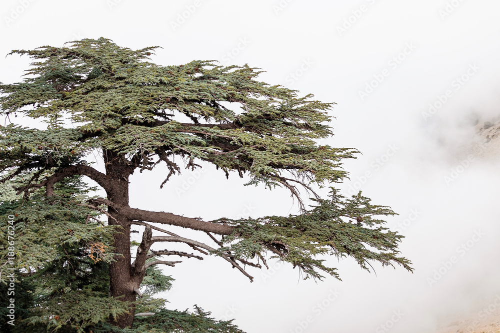 Fototapeta premium Cedar of Lebanon forest in the mist and fog near Tahtali mountain in Turkey. Rare and endangered species of trees