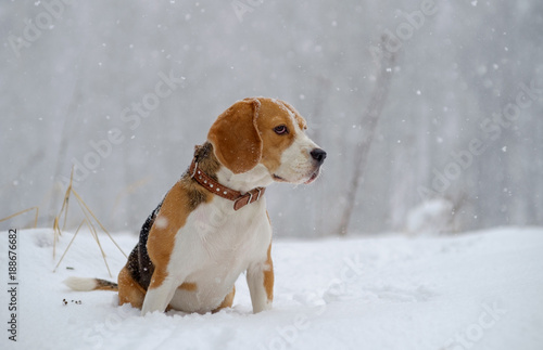 Beagle dog in the woods in heavy snow