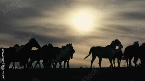 Horses running on a grass field