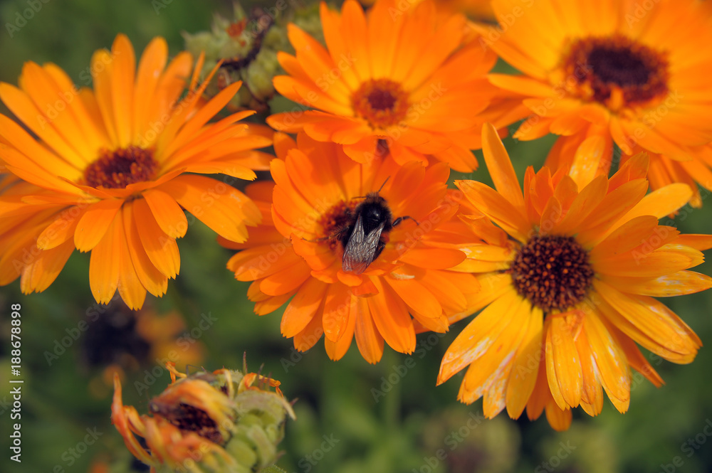 orange gerbera and bumblebee