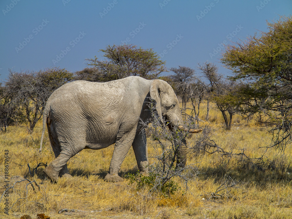 Elefante en la sabana