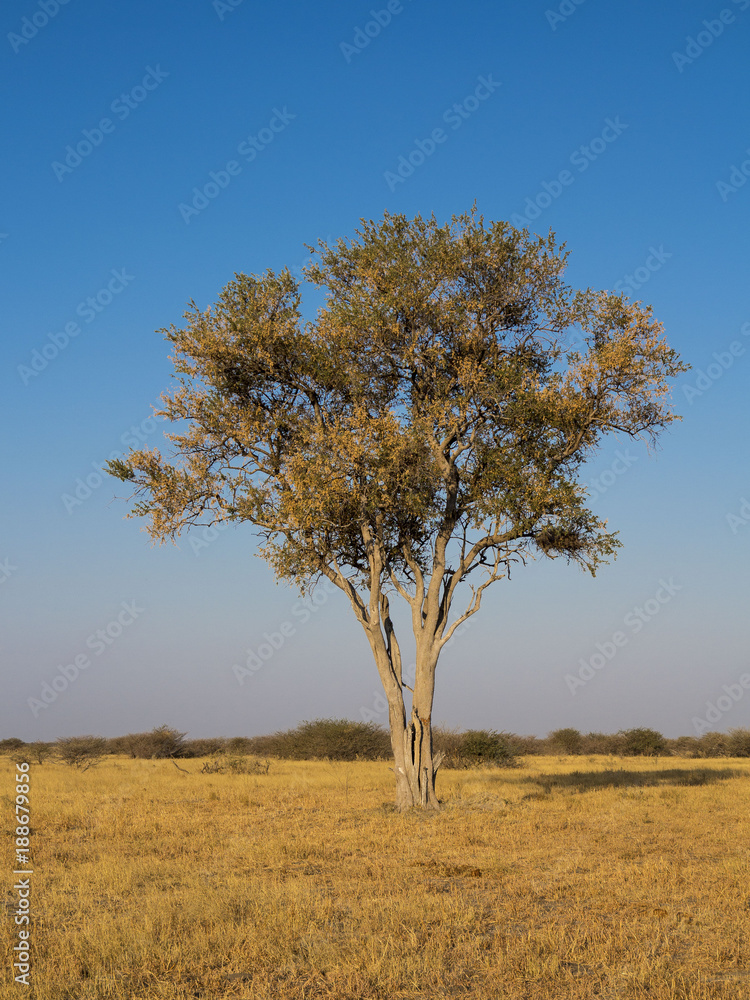 Árbol africano