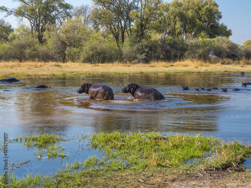 Hipopótamos en el rio