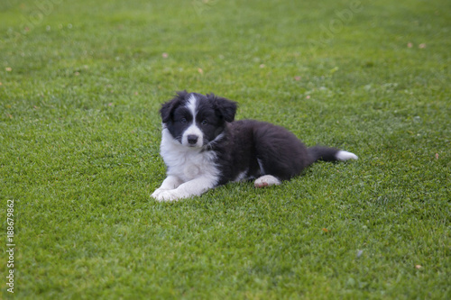 Cute puppy of border collie lying on green lawn © Zuzi