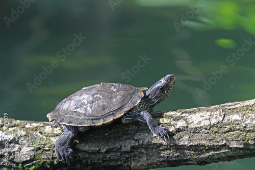 Wasser-Schildkröte