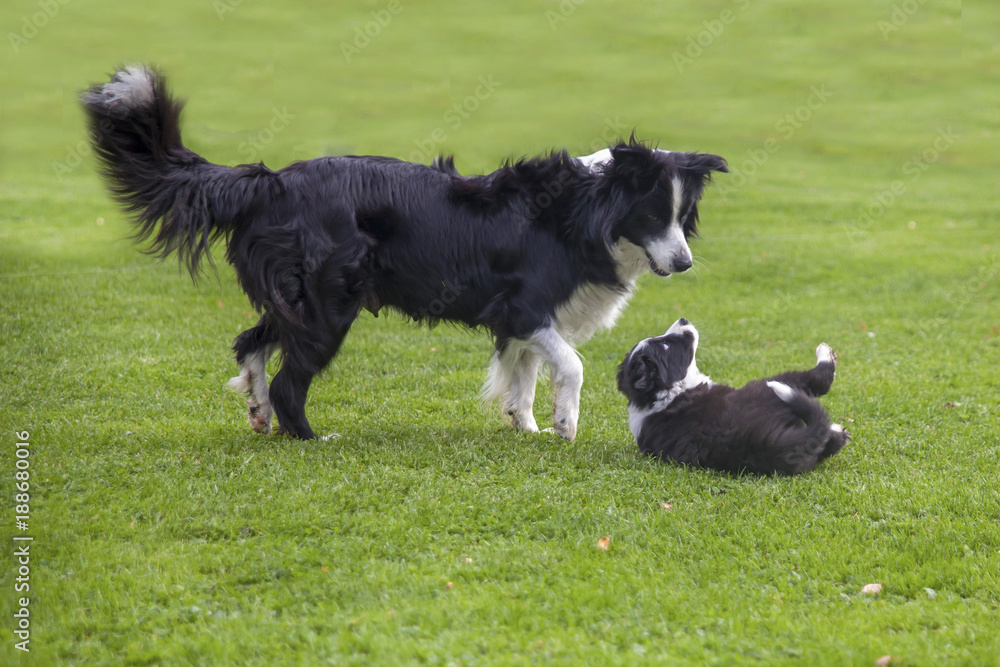 female border collie playing with her puppy