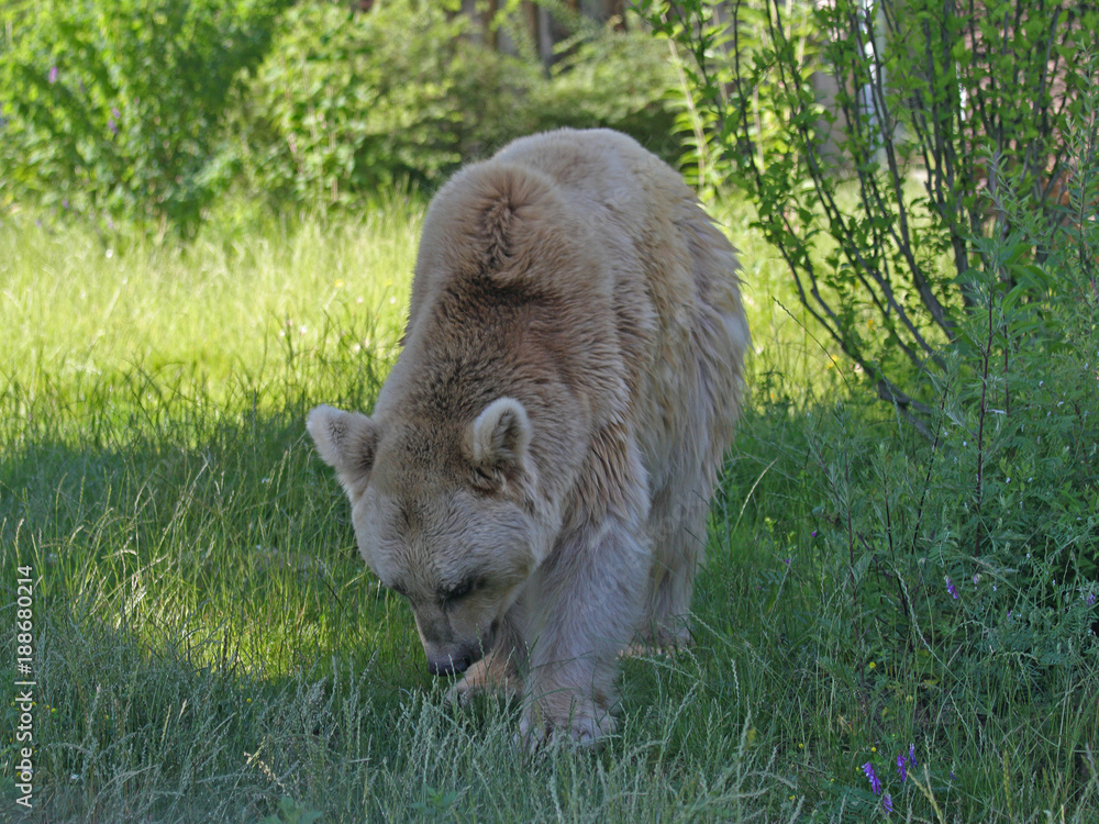 Fototapeta premium Braunbär