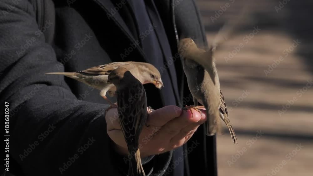 Gorriones comiendo de la mano en El Retiro (Madrid, Spain)