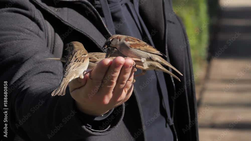 Gorriones comiendo de la mano en El Retiro (Madrid, Spain)