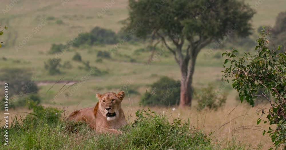 Lioness Resting Between Bushes; Maasai Mara Day 1; Maasai Mara, Kenya Lioness Resting Between Bushes; Maasai Mara Day 1; Maasai Mara, Kenya